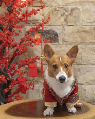 Bir erkek Corgi Pembroke Galsh fotoshoot fotoğraf stüdyosu mavi arka plan temalı elbise ve dekorasyonla izole edilmiş.