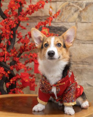 Bir erkek Corgi Pembroke Galsh fotoshoot fotoğraf stüdyosu mavi arka plan temalı elbise ve dekorasyonla izole edilmiş.