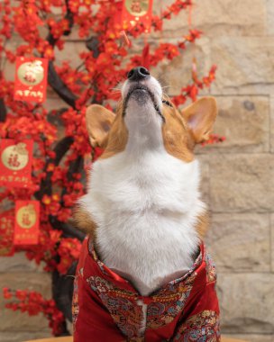 Bir erkek Corgi Pembroke Galsh fotoshoot fotoğraf stüdyosu mavi arka plan temalı elbise ve dekorasyonla izole edilmiş.