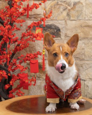 Bir erkek Corgi Pembroke Galsh fotoshoot fotoğraf stüdyosu mavi arka plan temalı elbise ve dekorasyonla izole edilmiş.