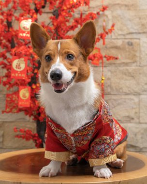 Bir erkek Corgi Pembroke Galsh fotoshoot fotoğraf stüdyosu mavi arka plan temalı elbise ve dekorasyonla izole edilmiş.