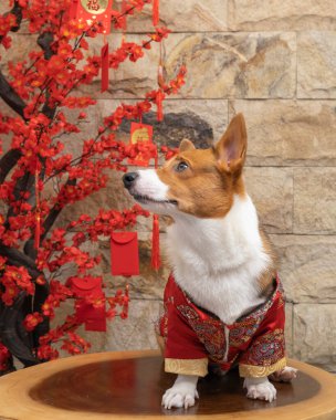 Bir erkek Corgi Pembroke Galsh fotoshoot fotoğraf stüdyosu mavi arka plan temalı elbise ve dekorasyonla izole edilmiş.
