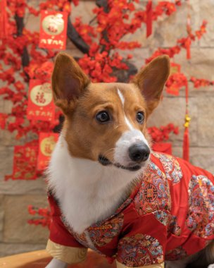 Bir erkek Corgi Pembroke Galsh fotoshoot fotoğraf stüdyosu mavi arka plan temalı elbise ve dekorasyonla izole edilmiş.
