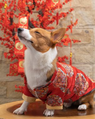 Bir erkek Corgi Pembroke Galsh fotoshoot fotoğraf stüdyosu mavi arka plan temalı elbise ve dekorasyonla izole edilmiş.