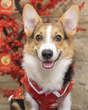Bir erkek Corgi Pembroke Galsh fotoshoot fotoğraf stüdyosu mavi arka plan temalı elbise ve dekorasyonla izole edilmiş.