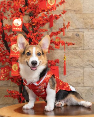 Bir erkek Corgi Pembroke Galsh fotoshoot fotoğraf stüdyosu mavi arka plan temalı elbise ve dekorasyonla izole edilmiş.