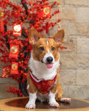 Bir erkek Corgi Pembroke Galsh fotoshoot fotoğraf stüdyosu mavi arka plan temalı elbise ve dekorasyonla izole edilmiş.
