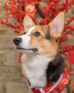 Bir erkek Corgi Pembroke Galsh fotoshoot fotoğraf stüdyosu mavi arka plan temalı elbise ve dekorasyonla izole edilmiş.