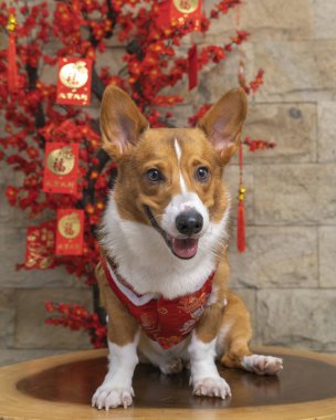 Bir erkek Corgi Pembroke Galsh fotoshoot fotoğraf stüdyosu mavi arka plan temalı elbise ve dekorasyonla izole edilmiş.