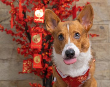 Bir erkek Corgi Pembroke Galsh fotoshoot fotoğraf stüdyosu mavi arka plan temalı elbise ve dekorasyonla izole edilmiş.