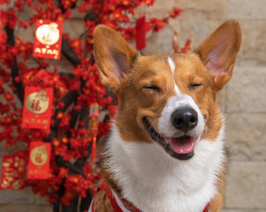 Bir erkek Corgi Pembroke Galsh fotoshoot fotoğraf stüdyosu mavi arka plan temalı elbise ve dekorasyonla izole edilmiş.