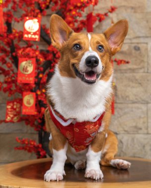Bir erkek Corgi Pembroke Galsh fotoshoot fotoğraf stüdyosu mavi arka plan temalı elbise ve dekorasyonla izole edilmiş.