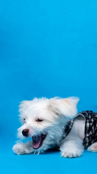 Female Maltese Photo Shoot Session Studio Pet Photography Black Dress — Stock Photo, Image