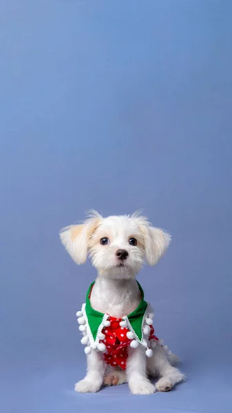 White Female Dog Maltese Photoshoot Pet Photography Christmas Shirt Dress — Photo