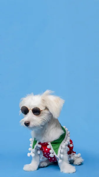 White Female Dog Maltese Photoshoot Pet Photography Christmas Shirt Dress — Photo