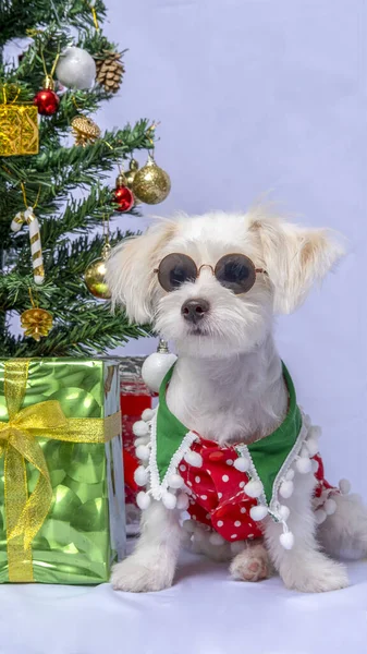 White Female Dog Maltese Photoshoot Pet Photography Christmas Shirt Decoration — Photo