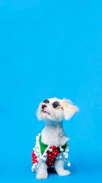 Белая Собака Мальтийская Фотосессия Домашних Животных Рождественской Рубашкой Платьем Сером — стоковое фото