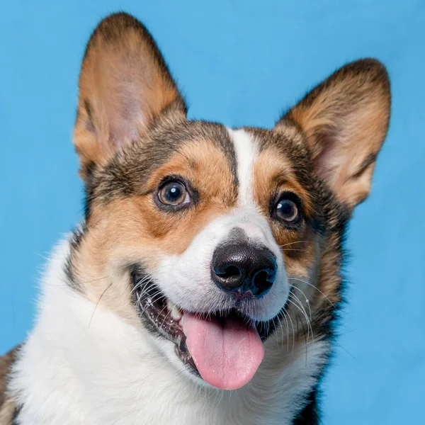 Macho Corgi Pembroke Galés Photoshoot Mascota Fotografía Estudio Aislado Con —  Fotos de Stock