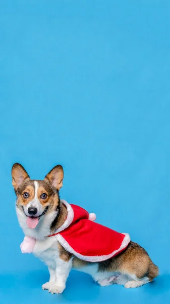 Male Corgi Pembroke Welsh Photoshoot Pet Photography Studio Isolated Blue — Stock Photo, Image