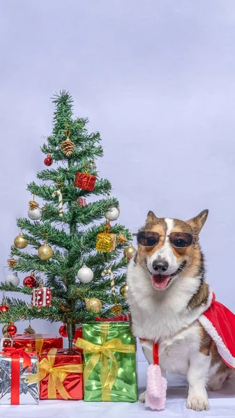 与灰色背景的圣诞主题服装和装饰品隔离的男性科吉 彭布罗克 韦尔斯摄影宠物摄影棚 — 图库照片