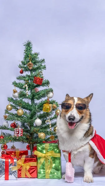 Male Corgi Pembroke Welsh Photoshoot Pet Photography Studio Isolated Grey — Zdjęcie stockowe