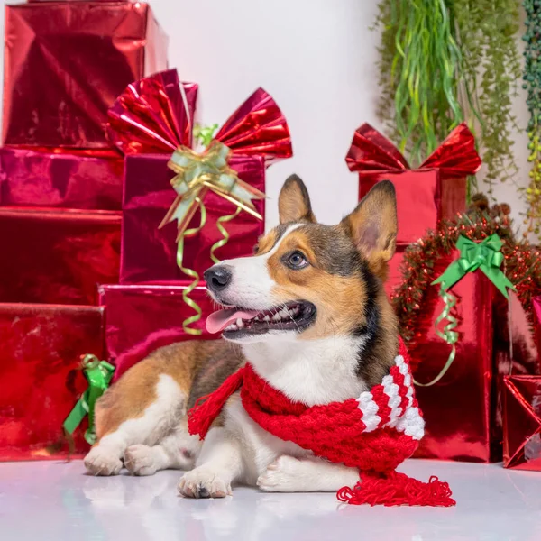 Male Corgi Pembroke Welsh Photoshoot Pet Photography Studio Background Christmas — Zdjęcie stockowe