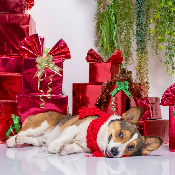 Male Corgi Pembroke Welsh Photoshoot Pet Photography Studio Background Christmas — Zdjęcie stockowe