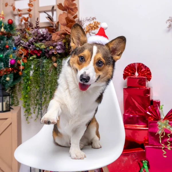 Male Corgi Pembroke Welsh Photoshoot Pet Photography Studio Background Christmas — Zdjęcie stockowe