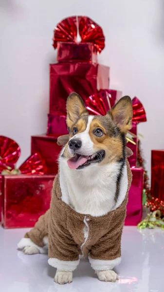 Male Corgi Pembroke Welsh Photoshoot Pet Photography Studio Background Christmas — Stockfoto