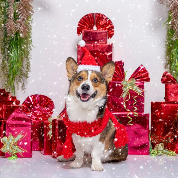 Male Corgi Pembroke Welsh Photoshoot Pet Photography Studio Background Christmas — Zdjęcie stockowe