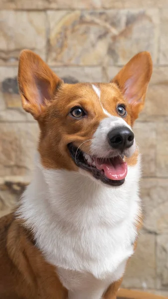 Male Corgi Pembroke Welsh Photoshoot Pet Photography Studio Isolated Blue — Zdjęcie stockowe