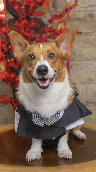 Male Corgi Pembroke Welsh Photoshoot Pet Photography Studio Isolated Blue — Zdjęcie stockowe