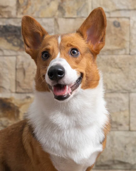 Male Corgi Pembroke Welsh Photoshoot Pet Photography Studio Isolated Blue — Stockfoto