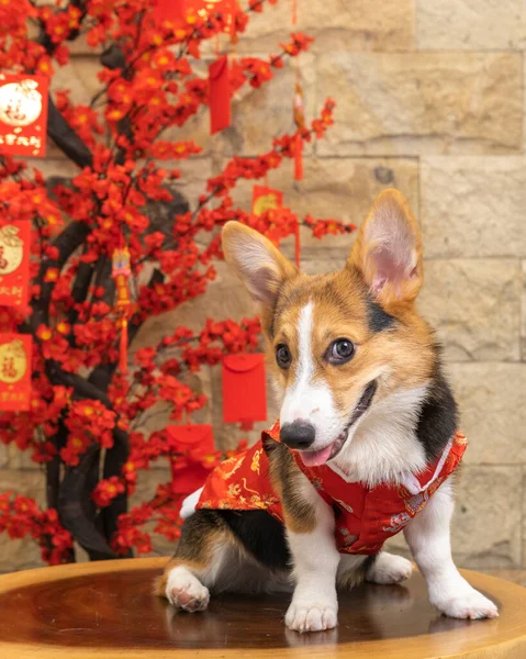 Bir erkek Corgi Pembroke Galsh fotoshoot fotoğraf stüdyosu mavi arka plan temalı elbise ve dekorasyonla izole edilmiş.