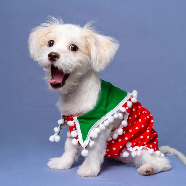 White Female Dog Maltese Photoshoot Pet Photography Christmas Shirt Dress Imágenes De Stock Sin Royalties Gratis