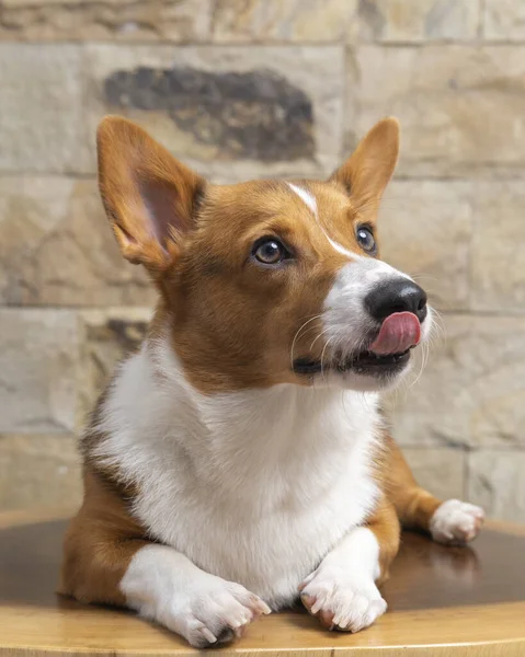 Male Corgi Pembroke Welsh Photoshoot Pet Photography Studio Isolated Blue Stock Photo