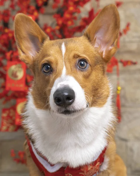 Male Corgi Pembroke Welsh Photoshoot Pet Photography Studio Isolated Blue Imagen De Stock