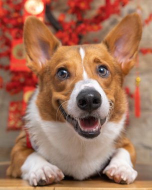 Bir erkek Corgi Pembroke Galsh fotoshoot fotoğraf stüdyosu mavi arka plan temalı elbise ve dekorasyonla izole edilmiş.