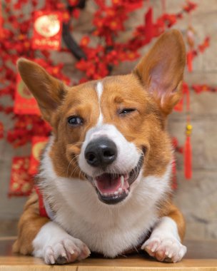 Bir erkek Corgi Pembroke Galsh fotoshoot fotoğraf stüdyosu mavi arka plan temalı elbise ve dekorasyonla izole edilmiş.