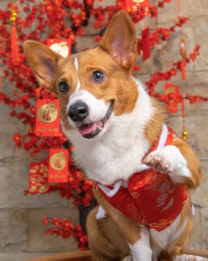 Bir erkek Corgi Pembroke Galsh fotoshoot fotoğraf stüdyosu mavi arka plan temalı elbise ve dekorasyonla izole edilmiş.