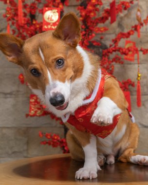 Bir erkek Corgi Pembroke Galsh fotoshoot fotoğraf stüdyosu mavi arka plan temalı elbise ve dekorasyonla izole edilmiş.