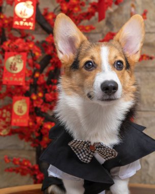 Bir erkek Corgi Pembroke Galsh fotoshoot fotoğraf stüdyosu mavi arka plan temalı elbise ve dekorasyonla izole edilmiş.
