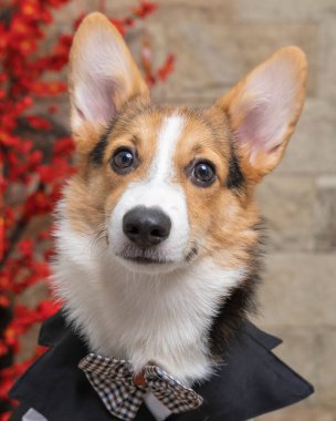 Bir erkek Corgi Pembroke Galsh fotoshoot fotoğraf stüdyosu mavi arka plan temalı elbise ve dekorasyonla izole edilmiş.
