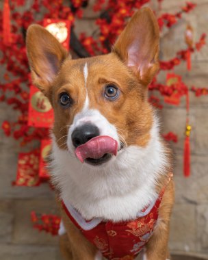 Bir erkek Corgi Pembroke Galsh fotoshoot fotoğraf stüdyosu mavi arka plan temalı elbise ve dekorasyonla izole edilmiş.