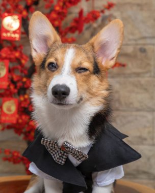 Bir erkek Corgi Pembroke Galsh fotoshoot fotoğraf stüdyosu mavi arka plan temalı elbise ve dekorasyonla izole edilmiş.