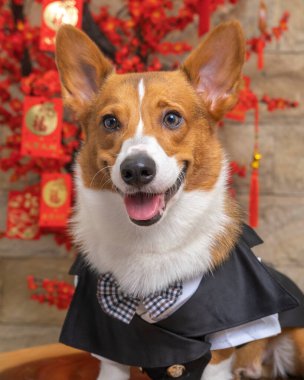 Bir erkek Corgi Pembroke Galsh fotoshoot fotoğraf stüdyosu mavi arka plan temalı elbise ve dekorasyonla izole edilmiş.