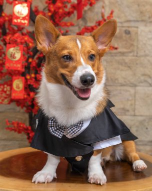 Bir erkek Corgi Pembroke Galsh fotoshoot fotoğraf stüdyosu mavi arka plan temalı elbise ve dekorasyonla izole edilmiş.