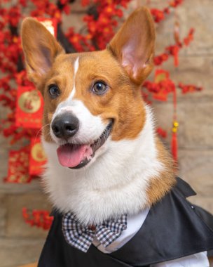 Bir erkek Corgi Pembroke Galsh fotoshoot fotoğraf stüdyosu mavi arka plan temalı elbise ve dekorasyonla izole edilmiş.