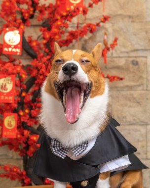 Bir erkek Corgi Pembroke Galsh fotoshoot fotoğraf stüdyosu mavi arka plan temalı elbise ve dekorasyonla izole edilmiş.