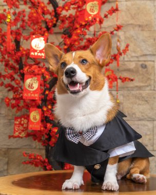 Bir erkek Corgi Pembroke Galsh fotoshoot fotoğraf stüdyosu mavi arka plan temalı elbise ve dekorasyonla izole edilmiş.
